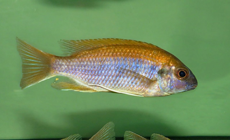 Gephyrochromis lawsi 'Londo'